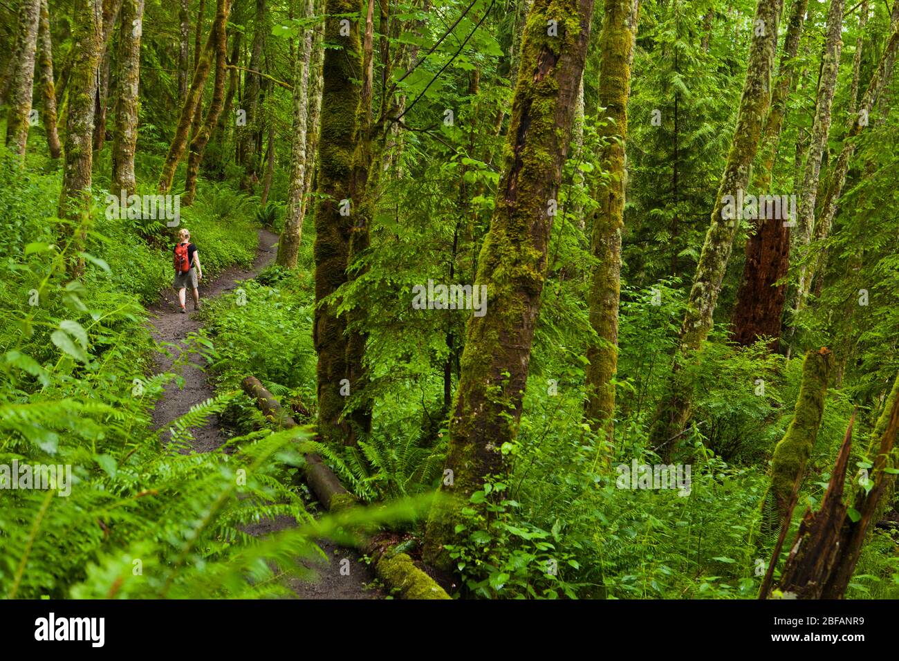 Eine Frau, die auf einem Wanderweg am Tiger Mountain, Washington, USA, unterwegs ist. Stockfoto