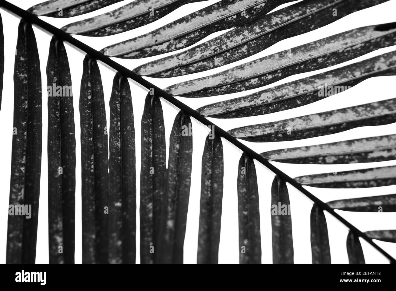 Palmenwedel in Schwarz und Weiß Stockfoto