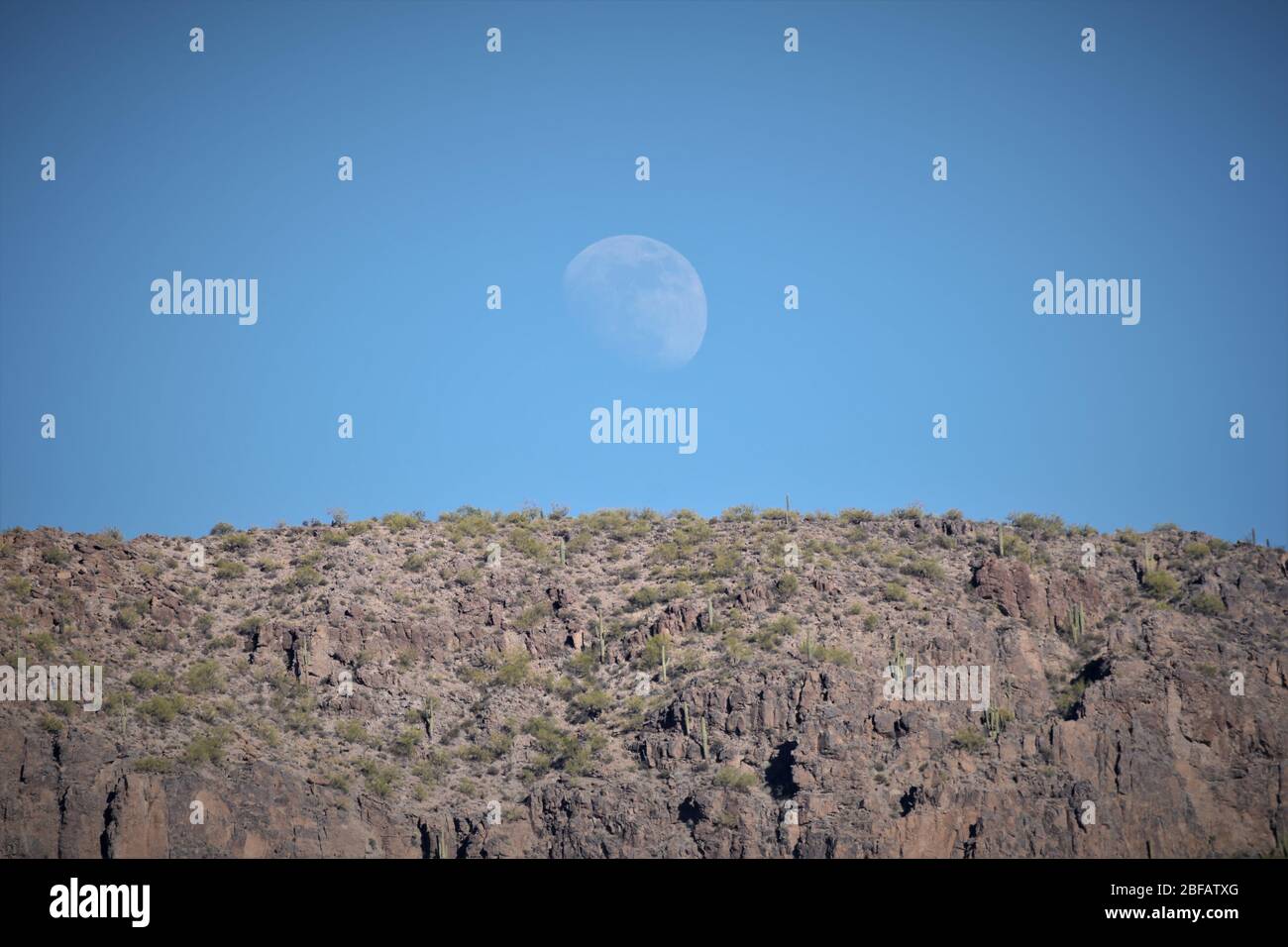 Der Mond steigt am Nachmittag über einer Felswand auf, die von verschiedenen Kakteen bedeckt ist, im südwestlichen Wüstenstaat von Arizona Stockfoto