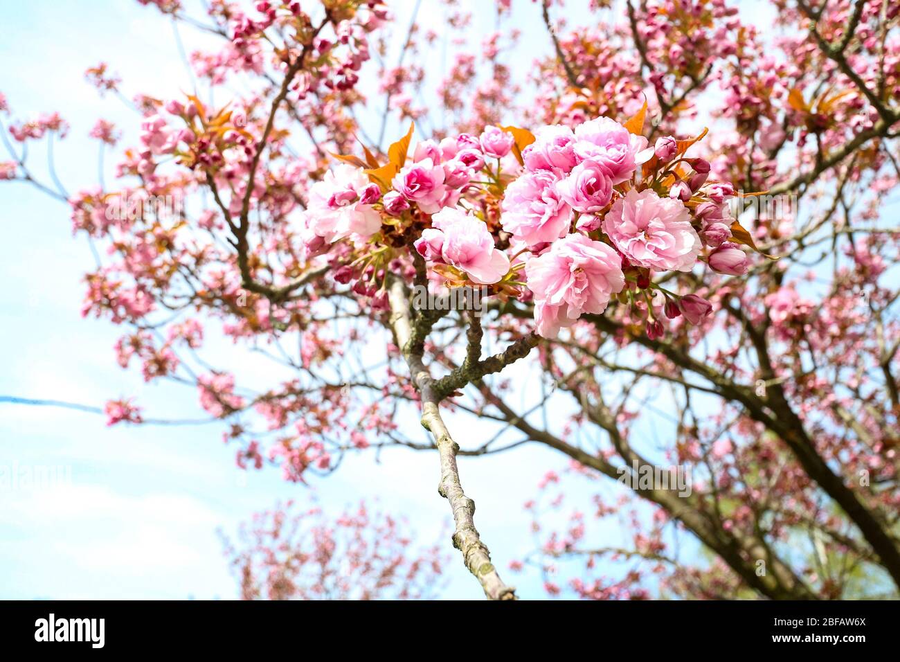 Nahaufnahme der Kirschblüte (Sakura) auf einem japanischen Kirschbaum (Prunus serrulata). In der japanischen Kultur wird die Frühlingsblüte als Hanami gefeiert. Stockfoto