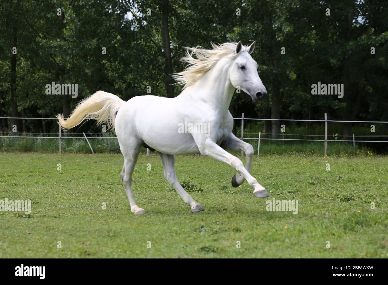 Graues reinrabiges andalusisches Pferd mit langer Mähne, die über grüne Weide galoppieren Stockfoto