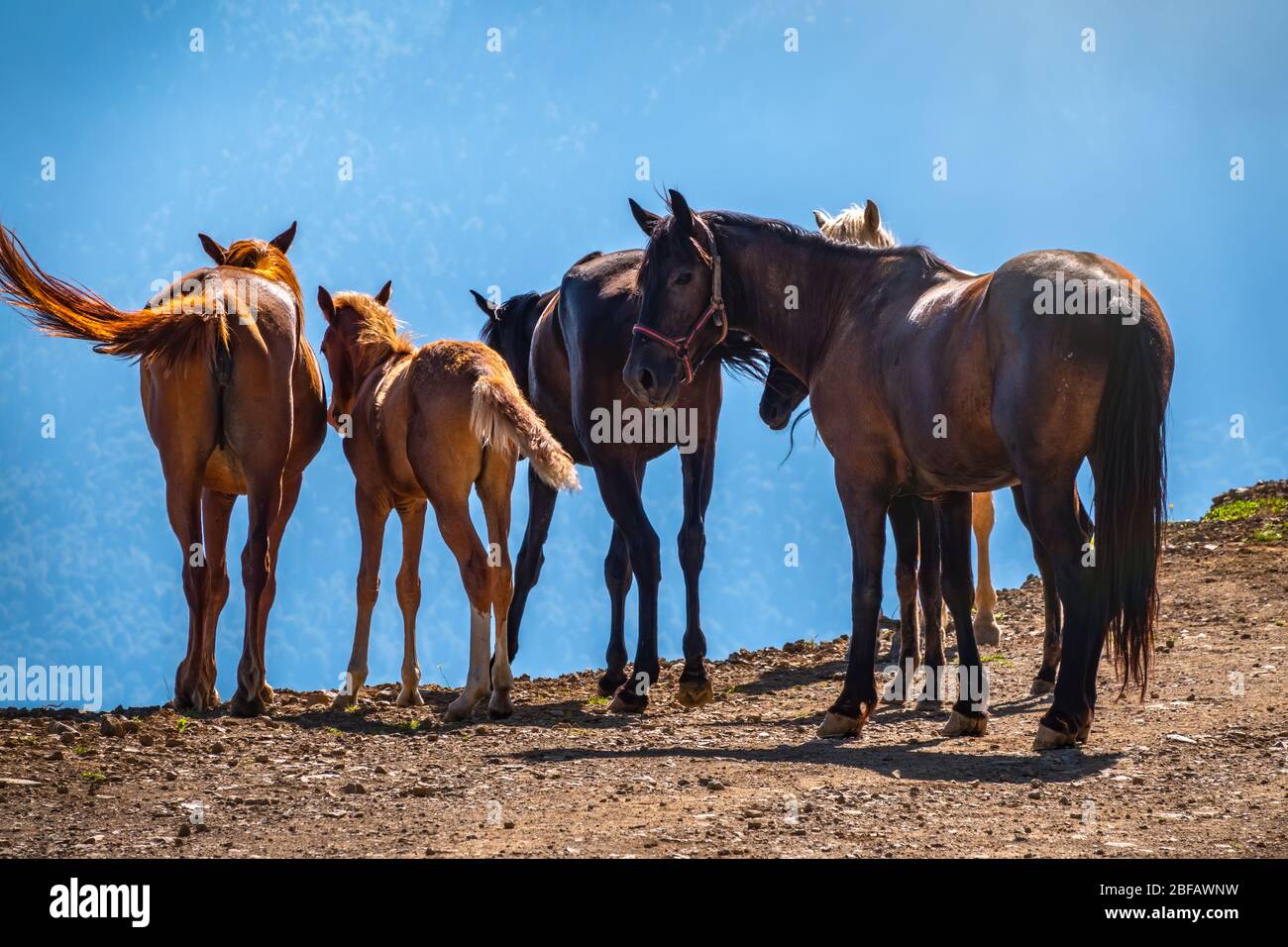 Mehrere Pferde bewegen sich auf einer Bergstraße. Eine Pferdeherde ohne Menschen. Stockfoto