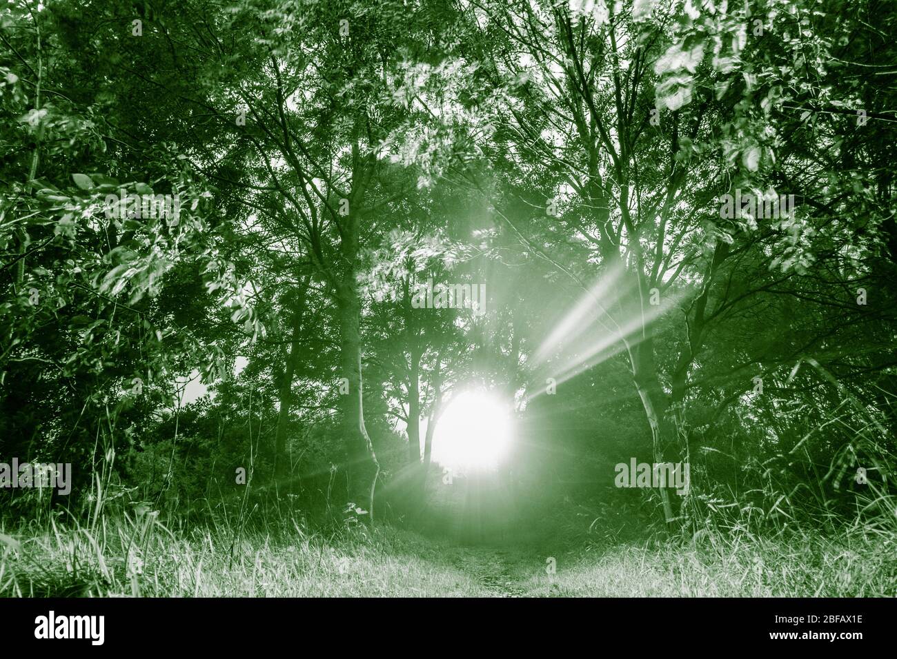 Fackel, Lichtstrahl im Wald, Wald bei Nacht. Gruselig, gruselig... Konzept Stockfoto