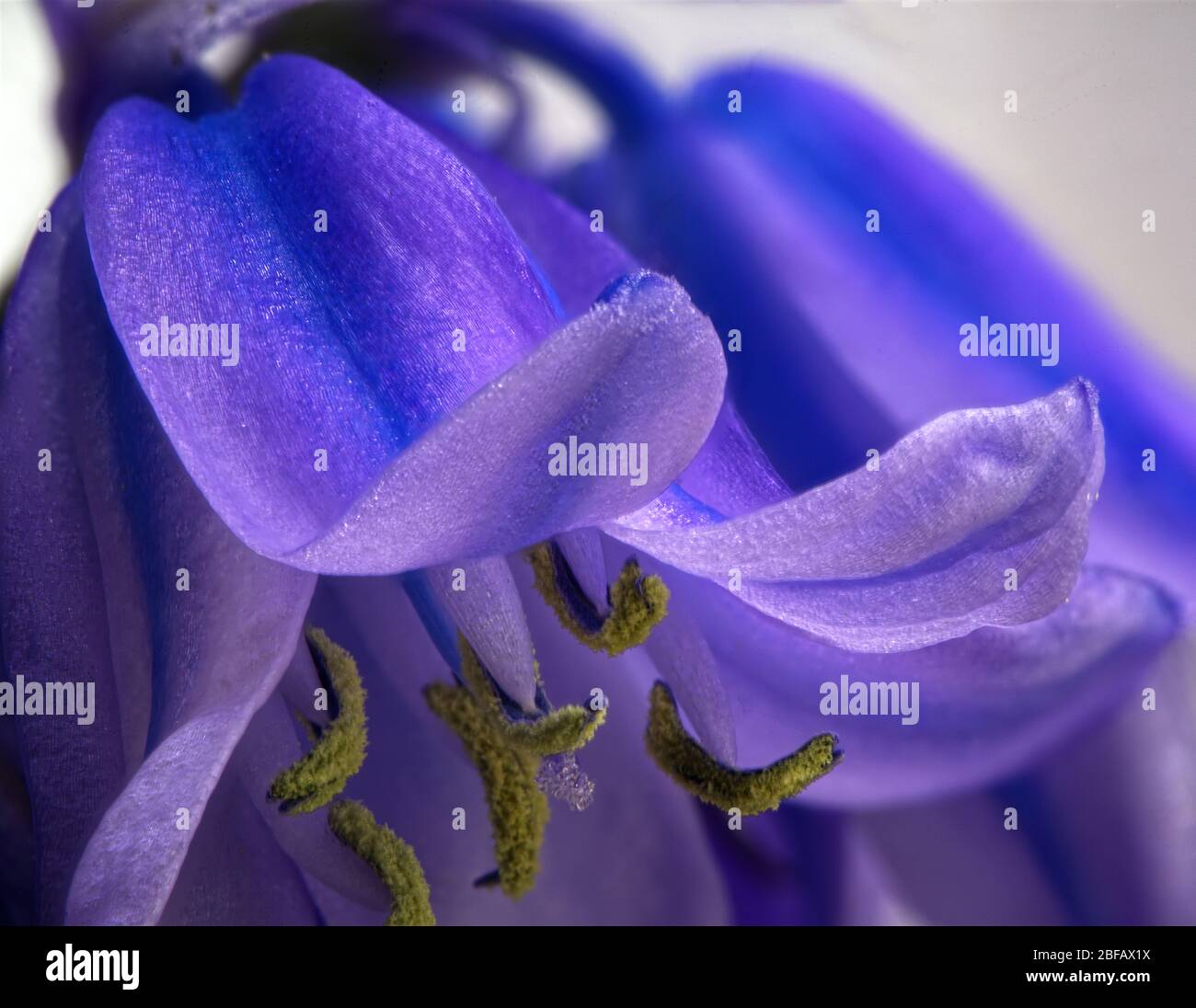 Nahaufnahme der Makroaufnahme von Bluebell Stockfoto