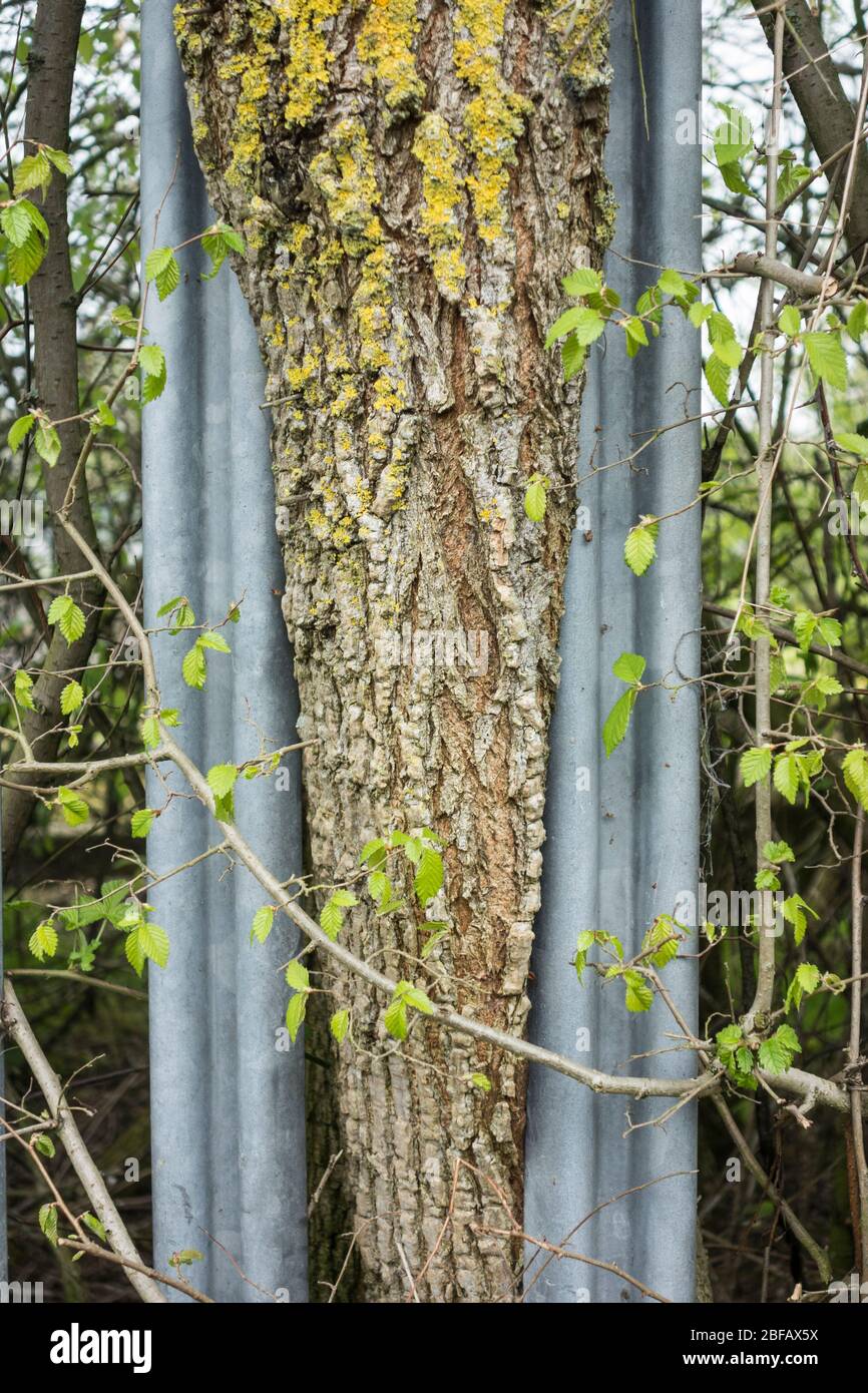 Baum wächst durch Stell Zaun. GROSSBRITANNIEN Stockfoto