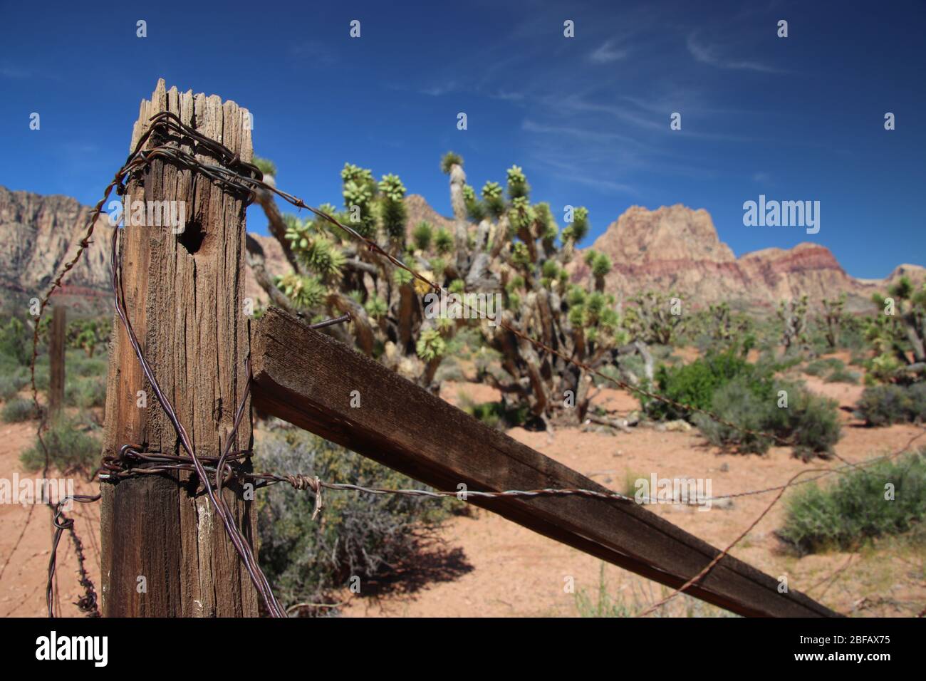 Alter Stacheldrahtzaun in der Wüste mit Kakteen und Bergen Stockfoto