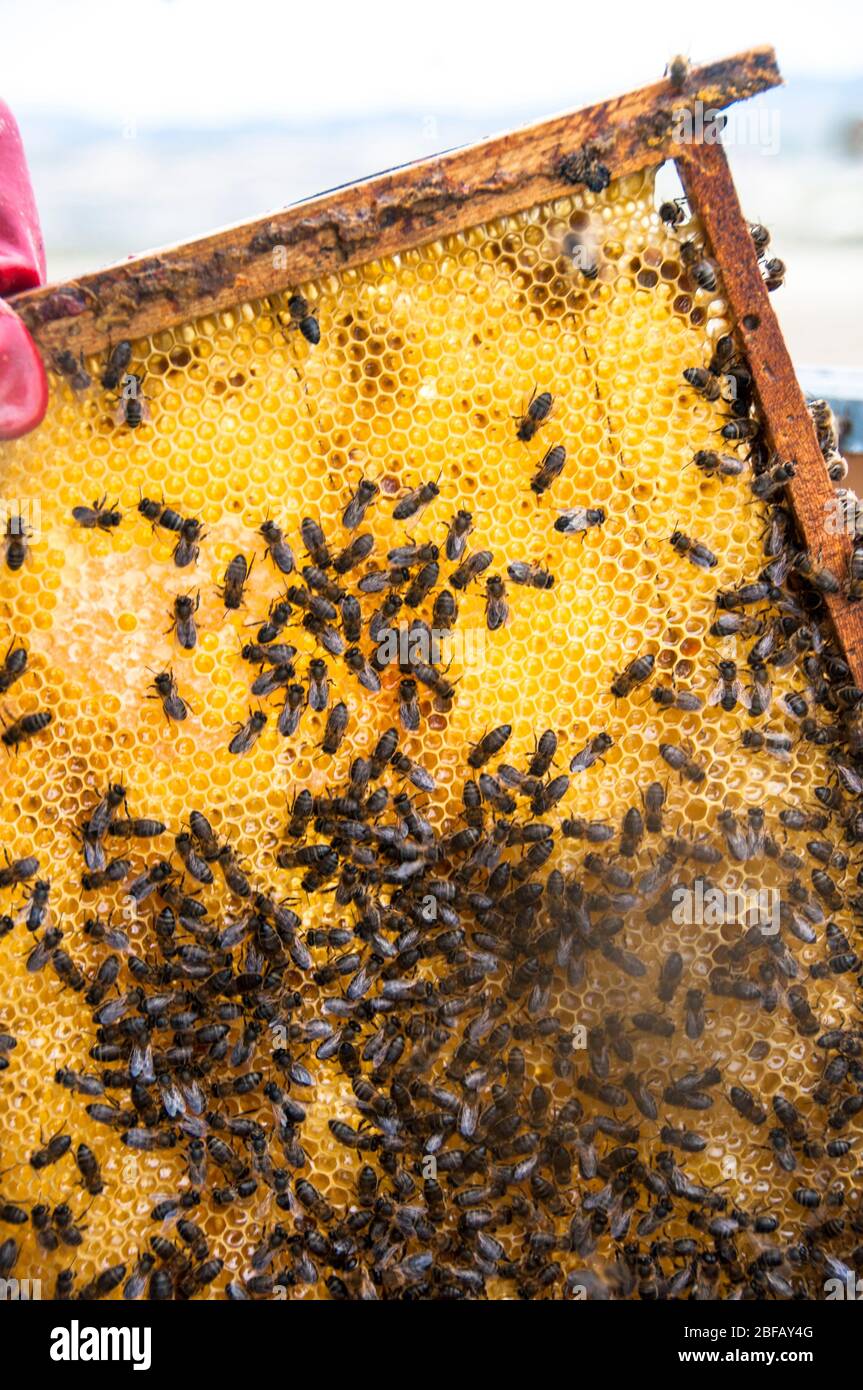 Honig sammeln in Monegros, Aragon, Spanien Stockfoto