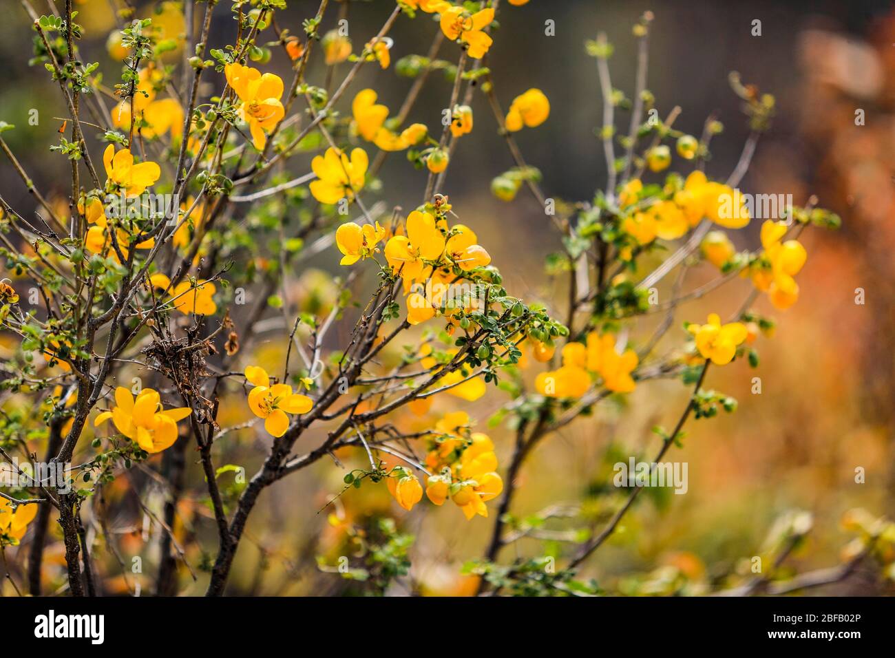 Frühling blüht in den Hügeln und Bergen der Sierra Lampazos, Tepache, Sonora, Mexiko März 2020.... Primavera florece en los cerros y montañas de Stockfoto
