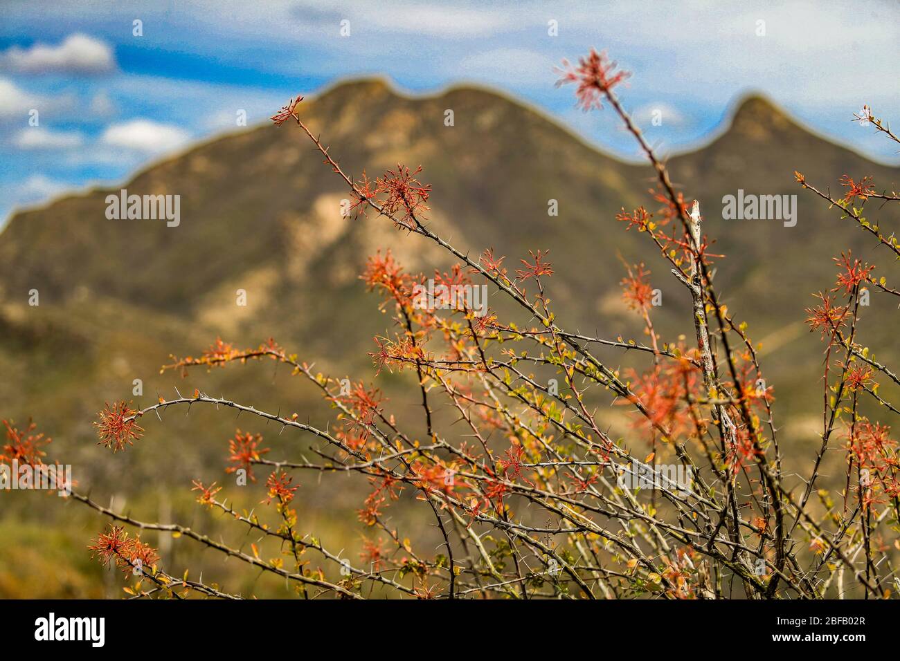 Frühling blüht in den Hügeln und Bergen der Sierra Lampazos, Tepache, Sonora, Mexiko März 2020.... Primavera florece en los cerros y montañas de Stockfoto