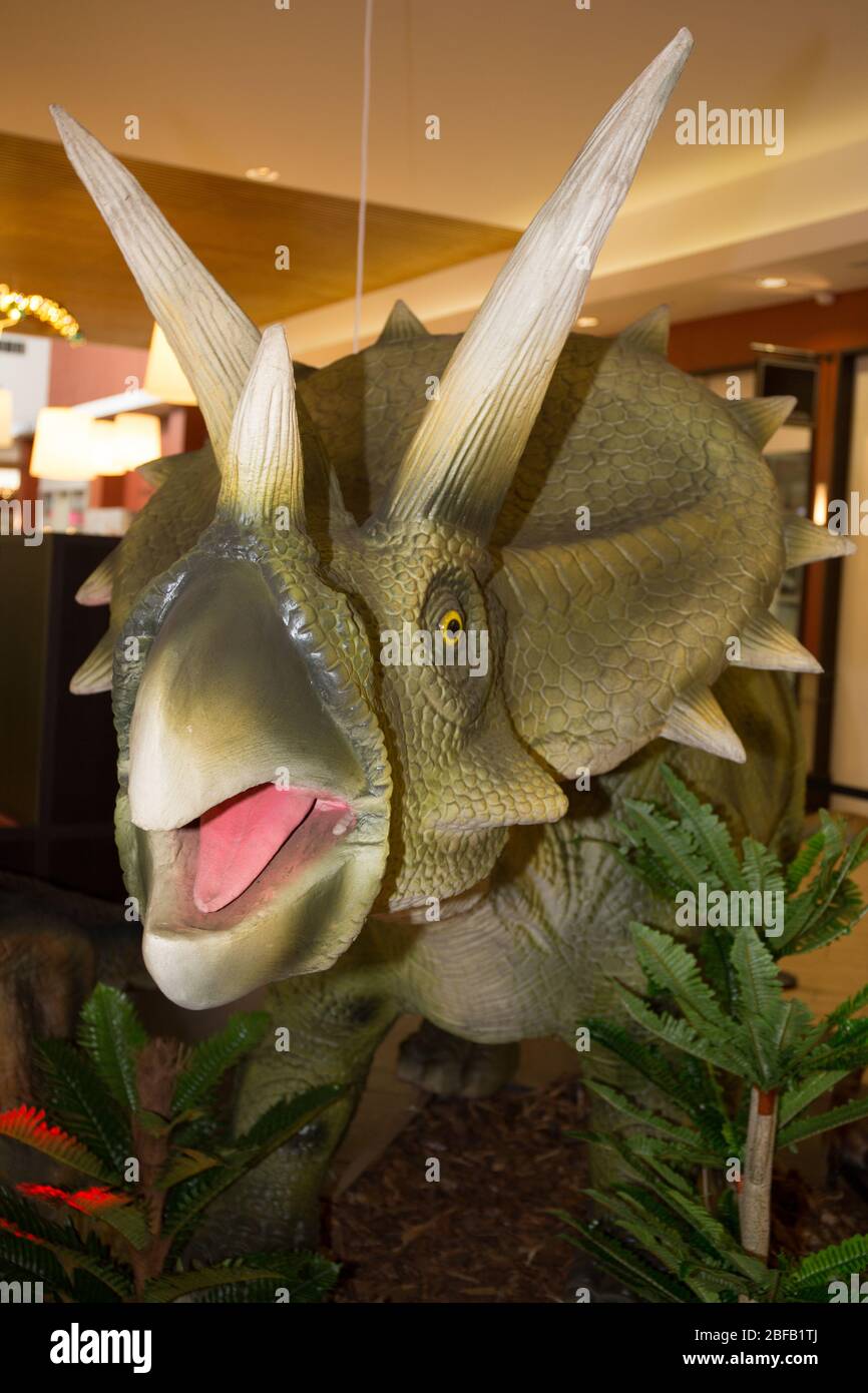 triceratops horridus Plastikspielzeug Dinosaurier Pflanzenfresser in der späten Kreidezeit Stockfoto