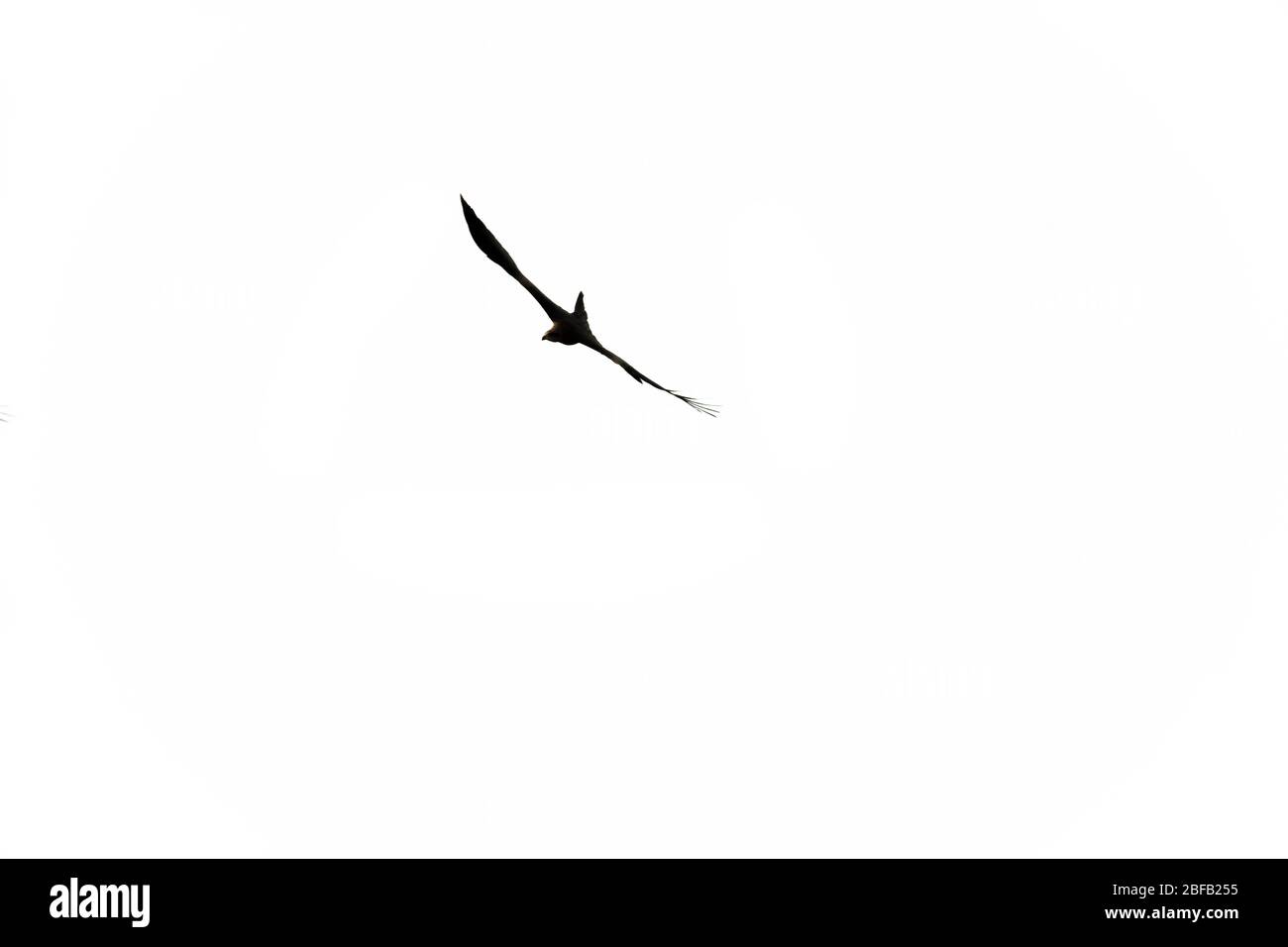 Silhouette des Adlervogels auf weißem, schlichten Hintergrund. Schöner Adler fliegen. Stockfoto