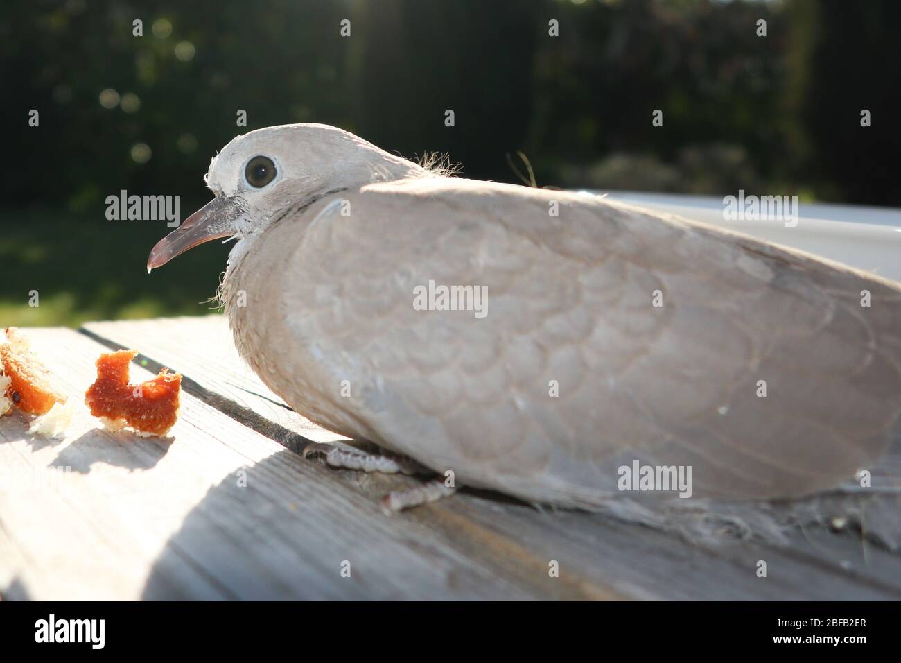 Turteltaube flauscht ihre Federn, um sich warm zu halten Stockfoto