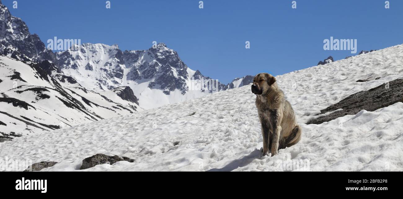 Hund sitzt im Schnee an sonnigen Tag, hohe schneebedeckte Berge und blauer Himmel im Hintergrund. Türkei, Kachkar Berge, höchster Teil der Pontic Berge. Stockfoto
