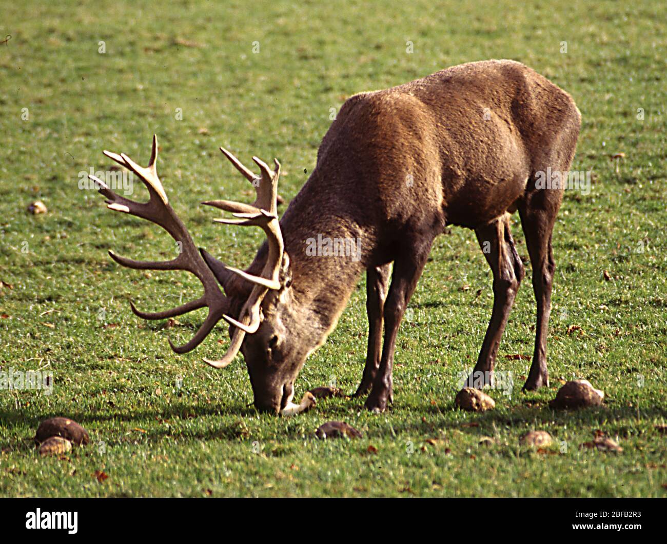 Hirsch mit Geweih auf Wiese Stockfoto
