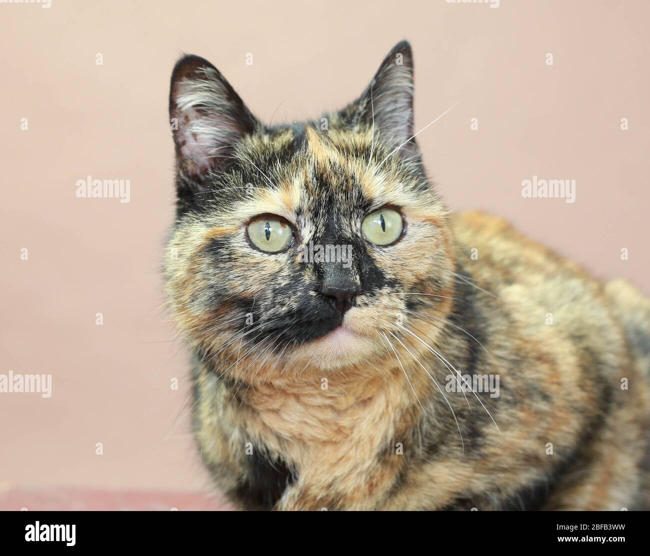 Tabby Cat aus nächster Nähe Stockfoto