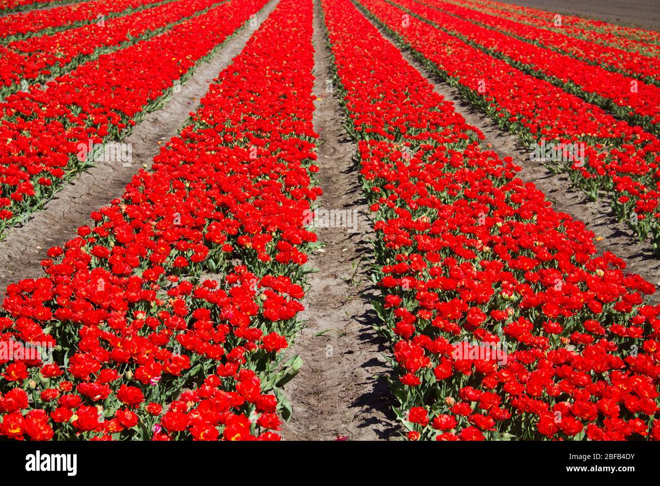 Blühendes Tulpenfeld mit roten Blumen in der niederländischen Landschaft Stockfoto