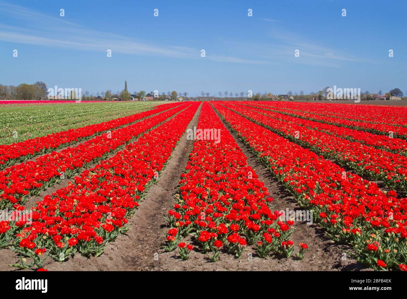 Blühendes Tulpenfeld mit roten Blumen in der niederländischen Landschaft Stockfoto
