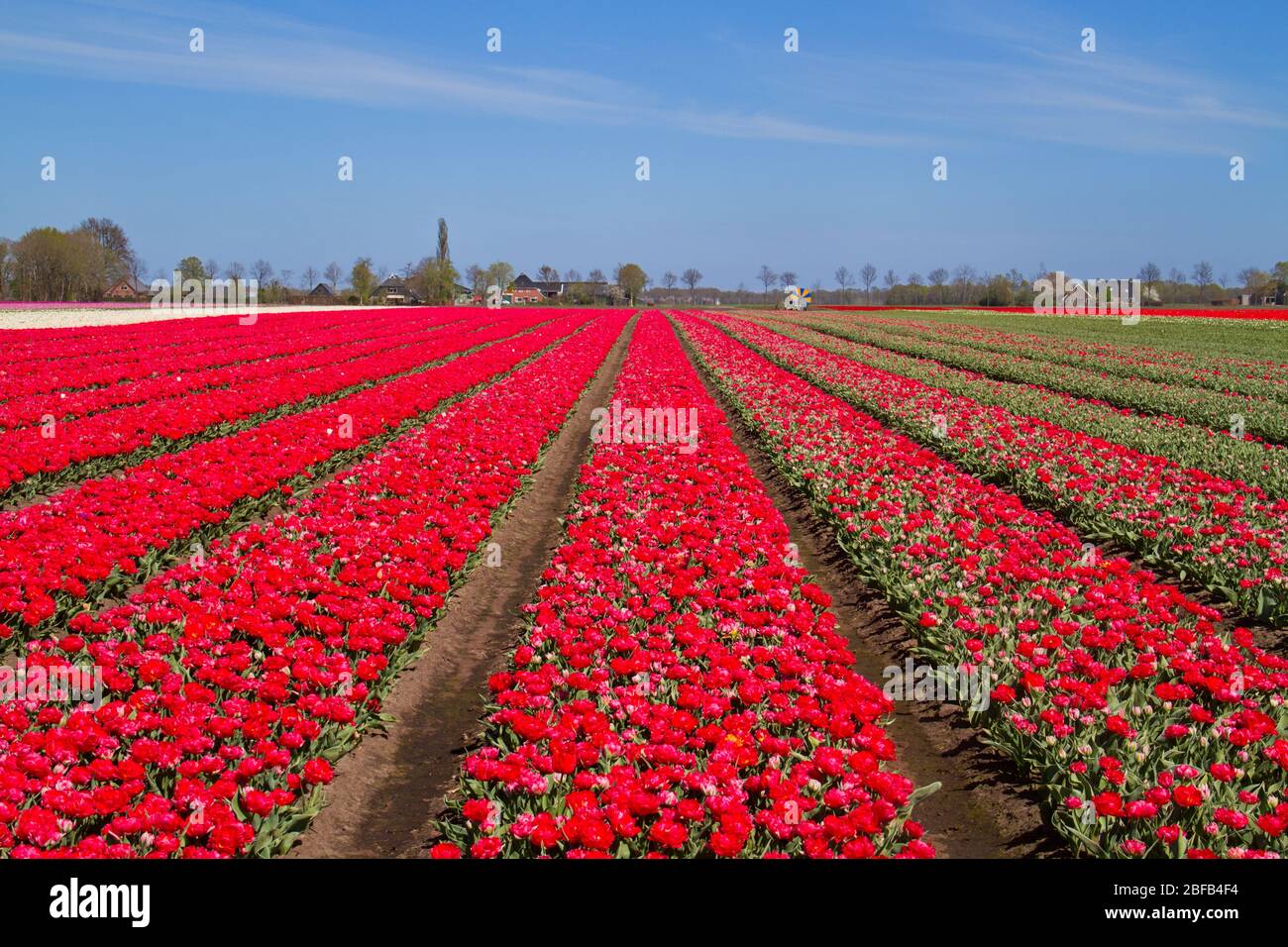 Blühendes Tulpenfeld mit roten Blumen in der niederländischen Landschaft Stockfoto