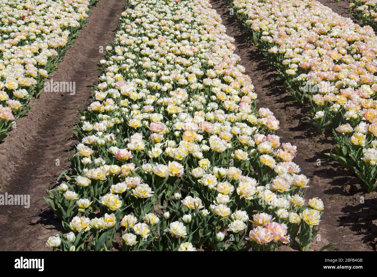 Blühendes Tulpenfeld mit weißen Blumen in der niederländischen Landschaft Stockfoto