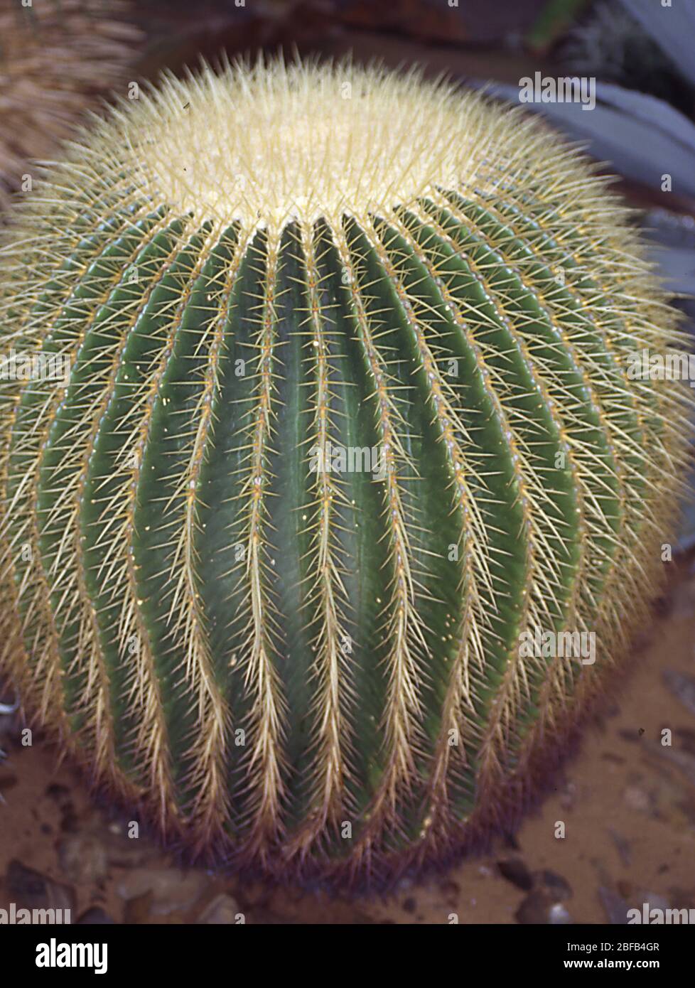 Kugelfrmiger Kaktus der Schwiegermutter Sitz Stockfotografie - Alamy