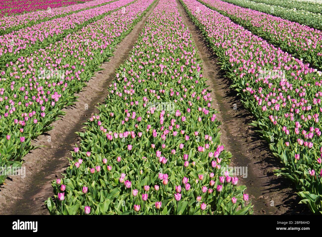Blühendes Tulpenfeld mit rosa Blüten in der niederländischen Landschaft Stockfoto