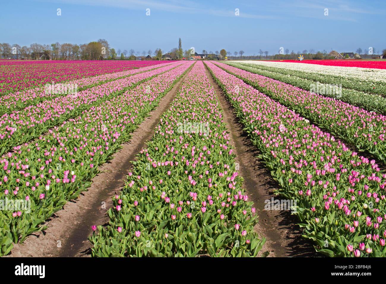 Blühendes Tulpenfeld mit rosa Blüten in der niederländischen Landschaft Stockfoto