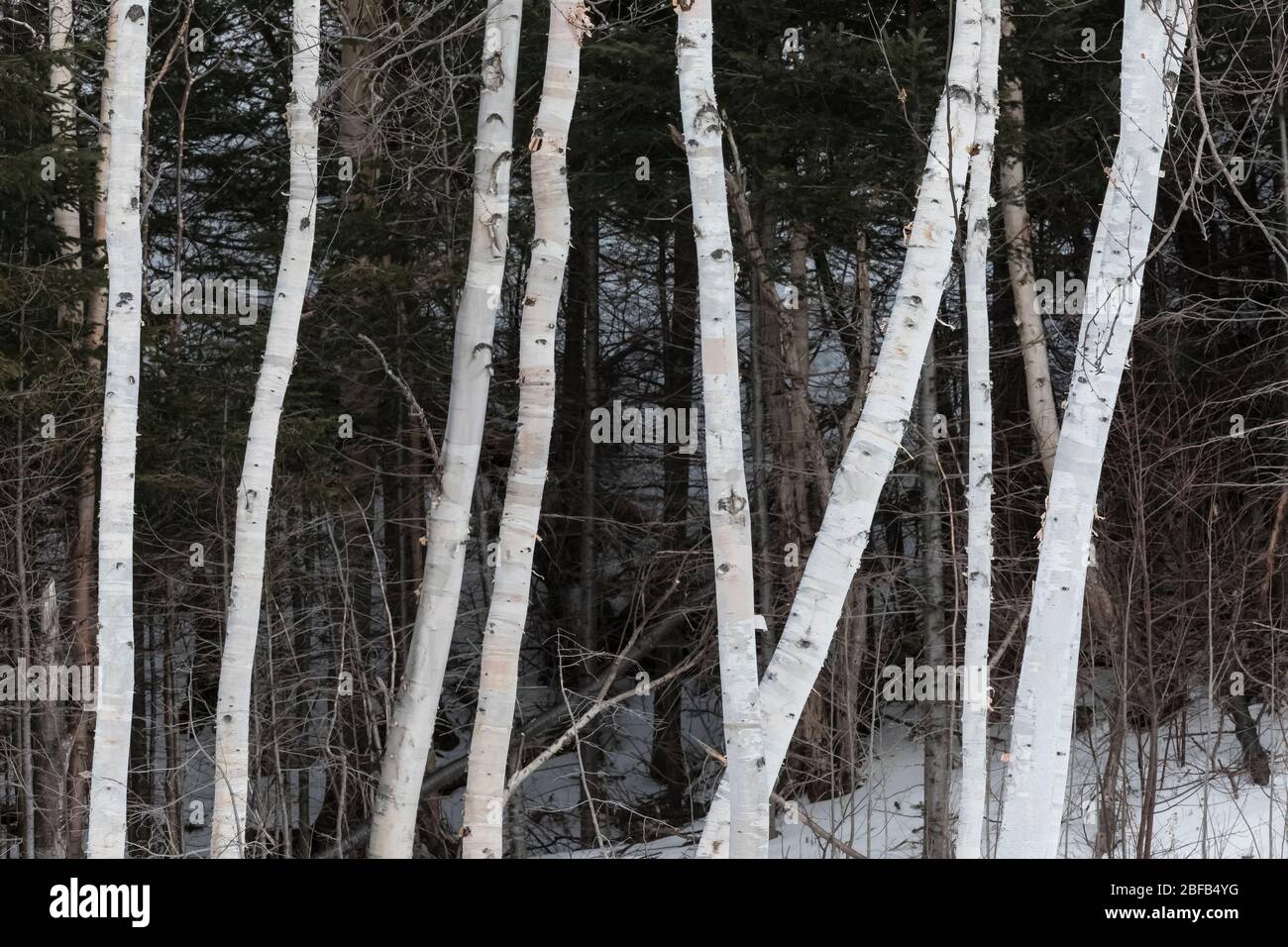 Papierbirke, Betula papyrifera, Bäume bei Thunder Brook Falls in der Nähe von Grand Falls-Windsor im Zentrum von Neufundland, Kanada Stockfoto