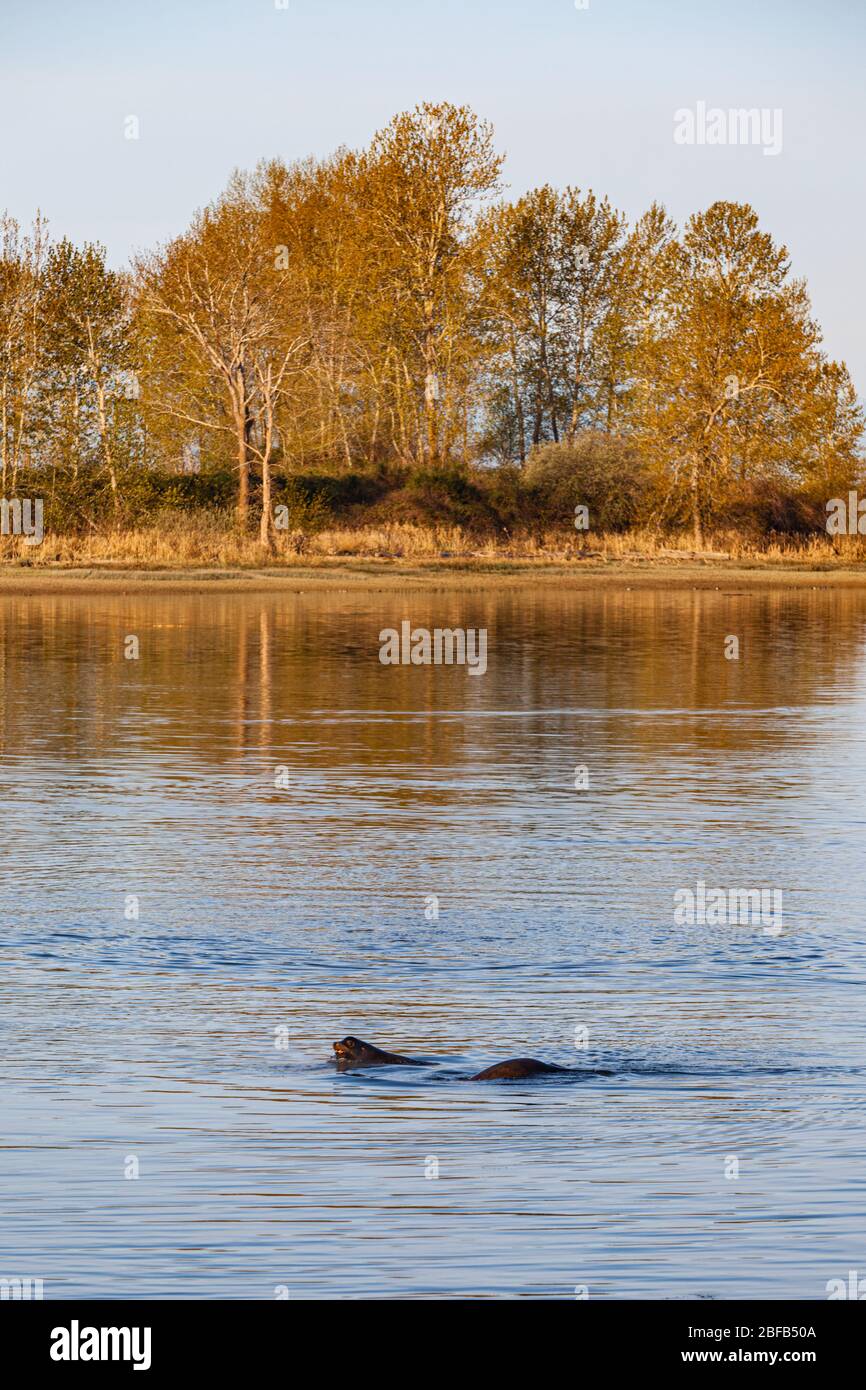 Seelöwen gesellig in den ruhigen Gewässern der Steveston-Bucht in British Columbia, Kanada Stockfoto