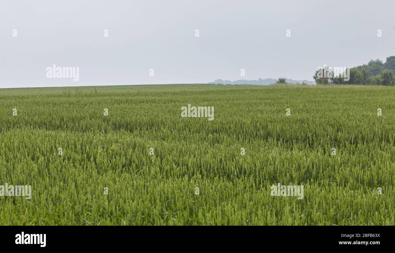 Grünes Weizenfeld Stockfoto