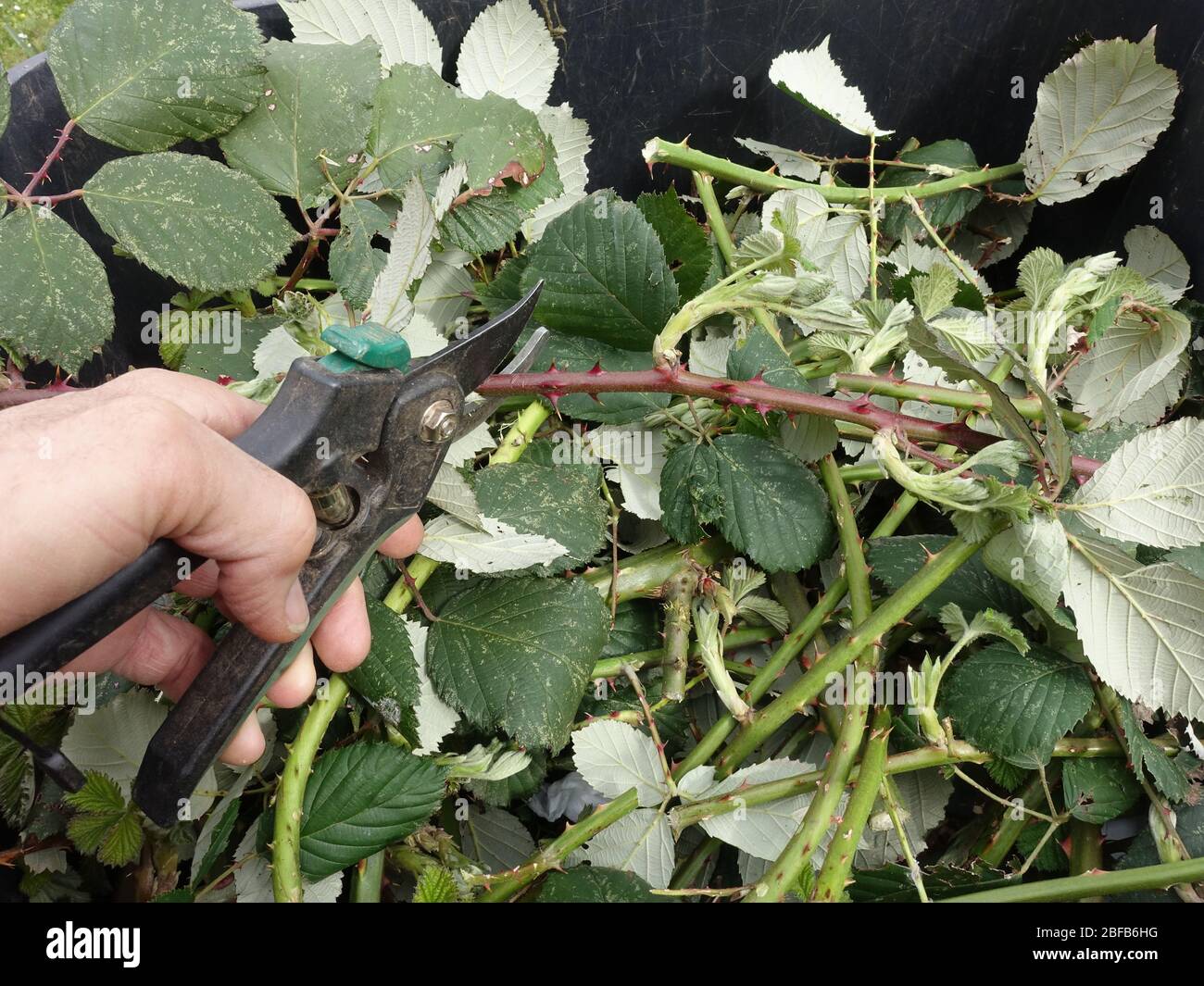 Invasive Armenische Brombeere, Gartenbrombeere (Rubus armeniacus) - Gärtner schneidet Ranken mit einer Gartenschere, Weilerswist, Nordrhein-Westfalen Stockfoto