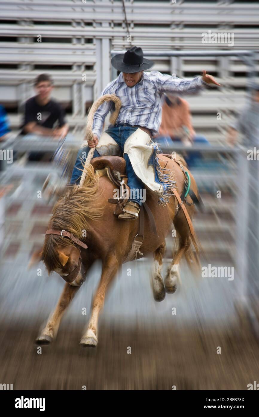 Model veröffentlicht Hawaiian Cowboy, oder paniolo, Reiten ein bucking Bronco (Eigentum freigegeben) bei Rodeo in Hawaii Stockfoto