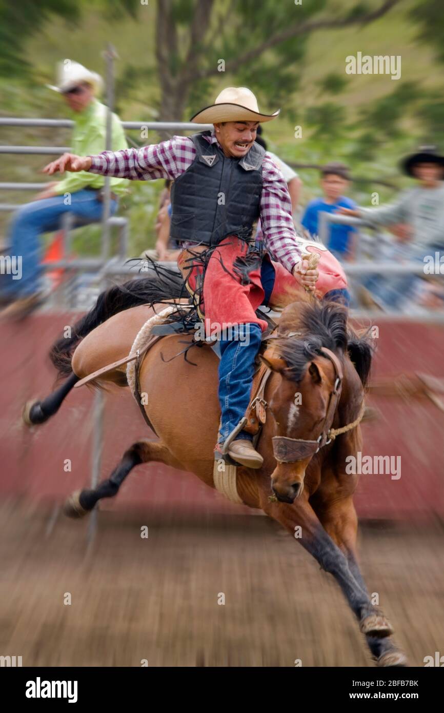 Model veröffentlicht Hawaiian Cowboy, oder paniolo, Reiten ein bucking Bronco (Eigentum freigegeben) bei Rodeo in Hawaii Stockfoto