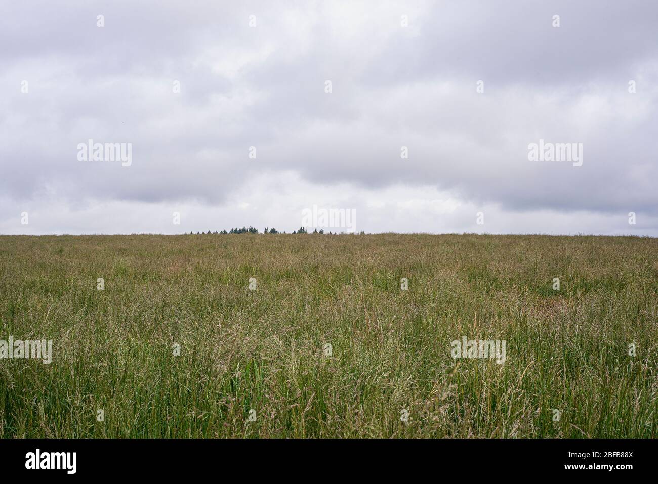 Ein Grasfeld in Oregon. Stockfoto