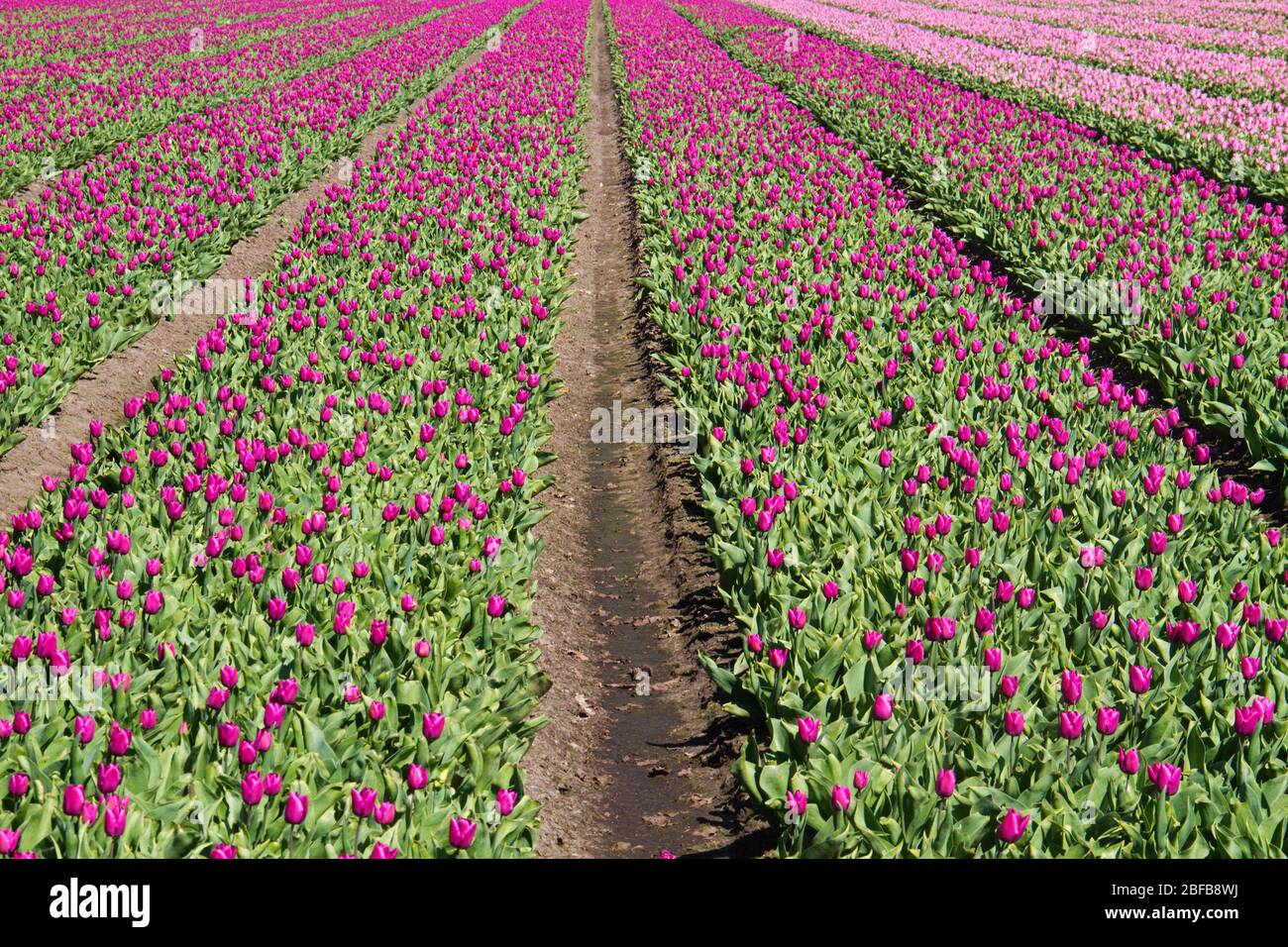 Blühendes Tulpenfeld mit lila Blüten in der niederländischen Landschaft Stockfoto