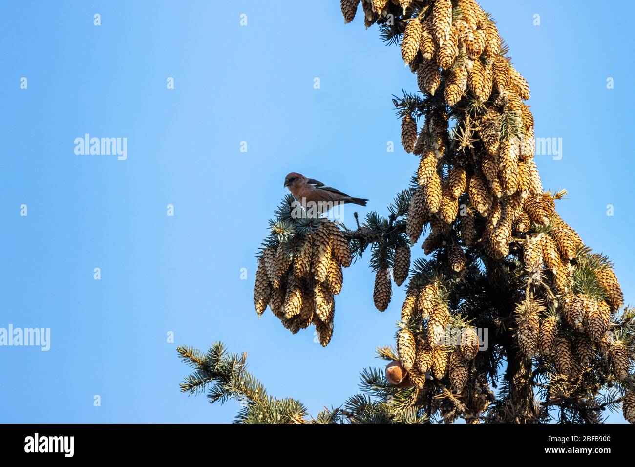 Zweibarren-Kreuzschnabel (Loxia leucoptera). Russland, Moskau Stockfoto