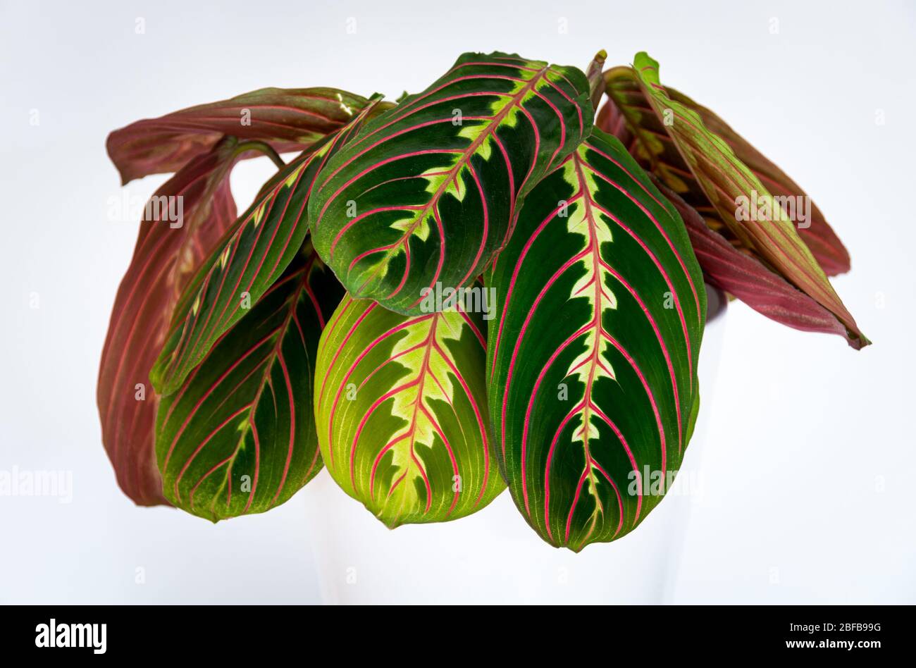 Dekorative bunte Blätter einer Gebetspflanze (maranta leuconeura var. erythroneura) auf weißem Hintergrund. Stockfoto