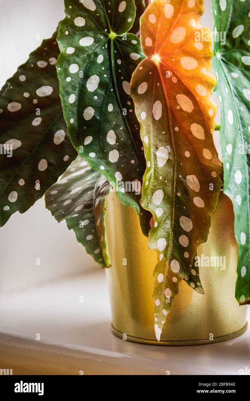 Nahaufnahme der polka-dot gemusterten Blätter der polka-dot begonia (begonia maculata var. Wightii) Zimmerpflanze auf einer Fensterbank in goldenem Topf. Trendy Stockfoto