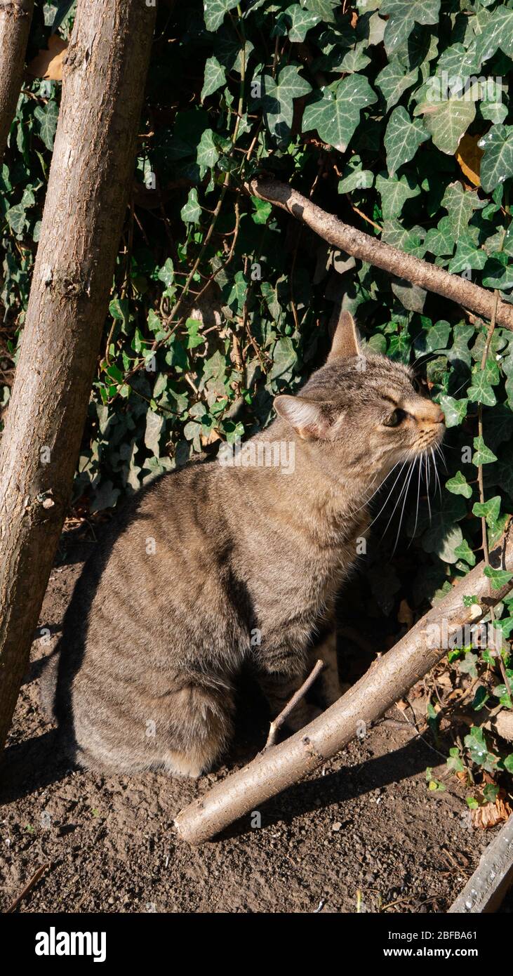 Tom Katze schnüffelt die grünen kriechenden Blätter. Stockfoto