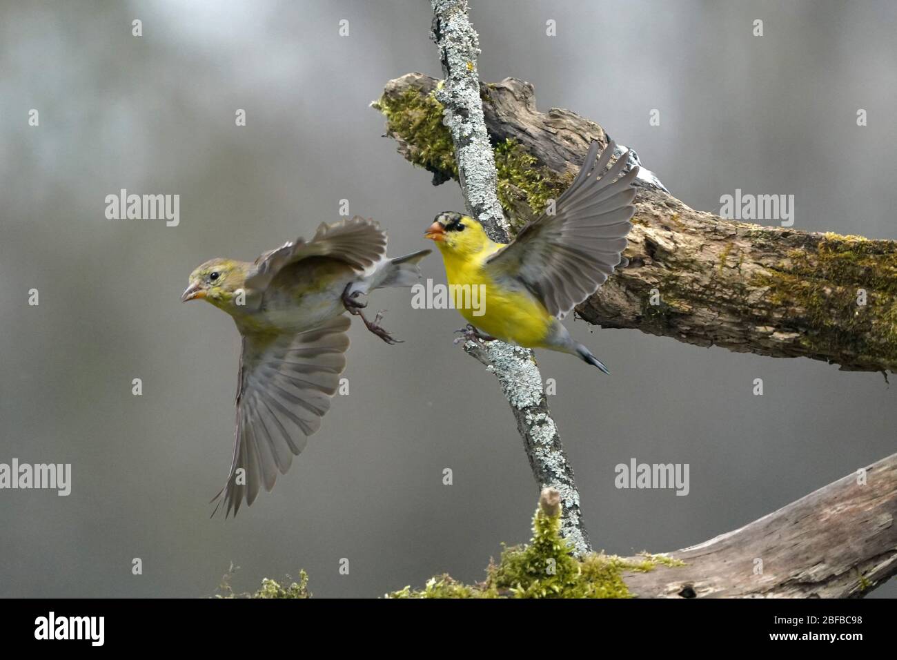 Goldfink Männchen und Weibchen fliegen oder tammen Stockfoto