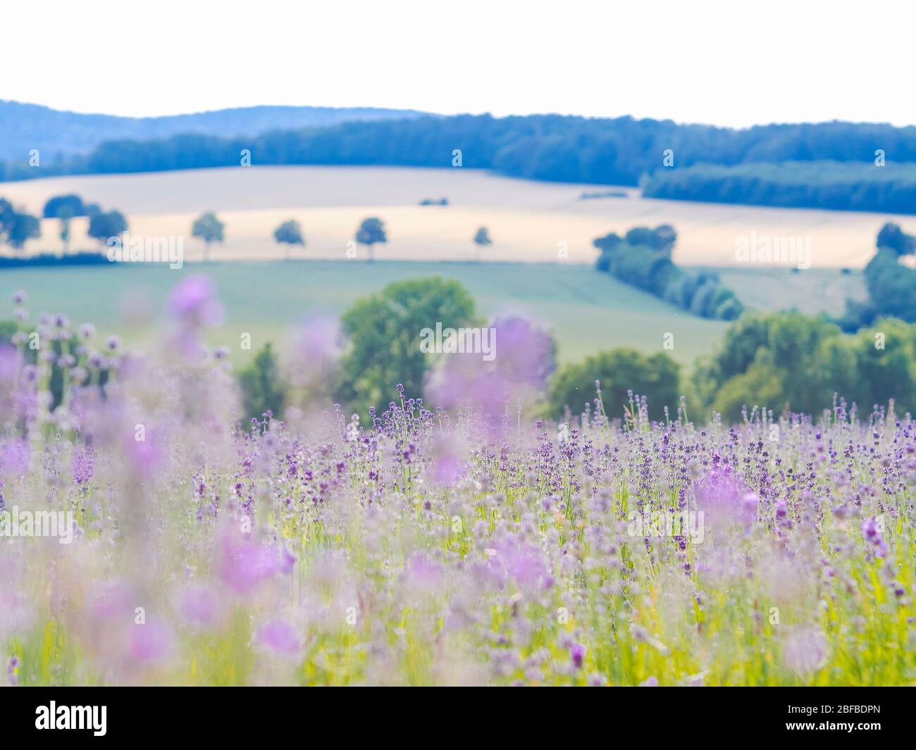 Violette Lavendelfeld blüht im Sommer Sonnenlicht. Meer von Fliederblumen Landschaft in Provence, Frankreich. Ein Strauß duftender Blumen der französischen Provence Stockfoto