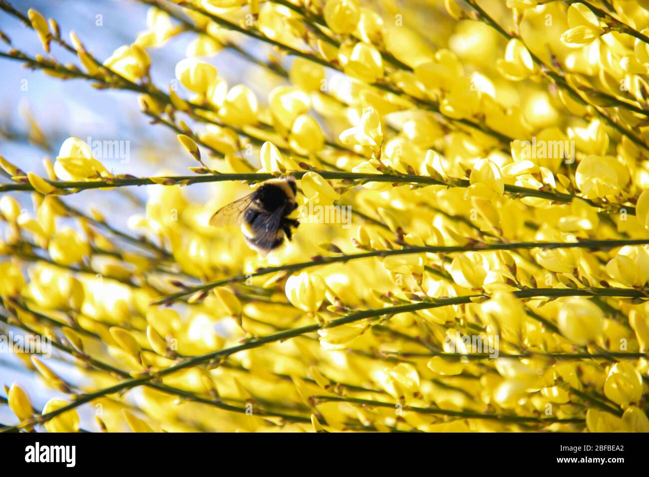 Bienen Füttern Stockfoto