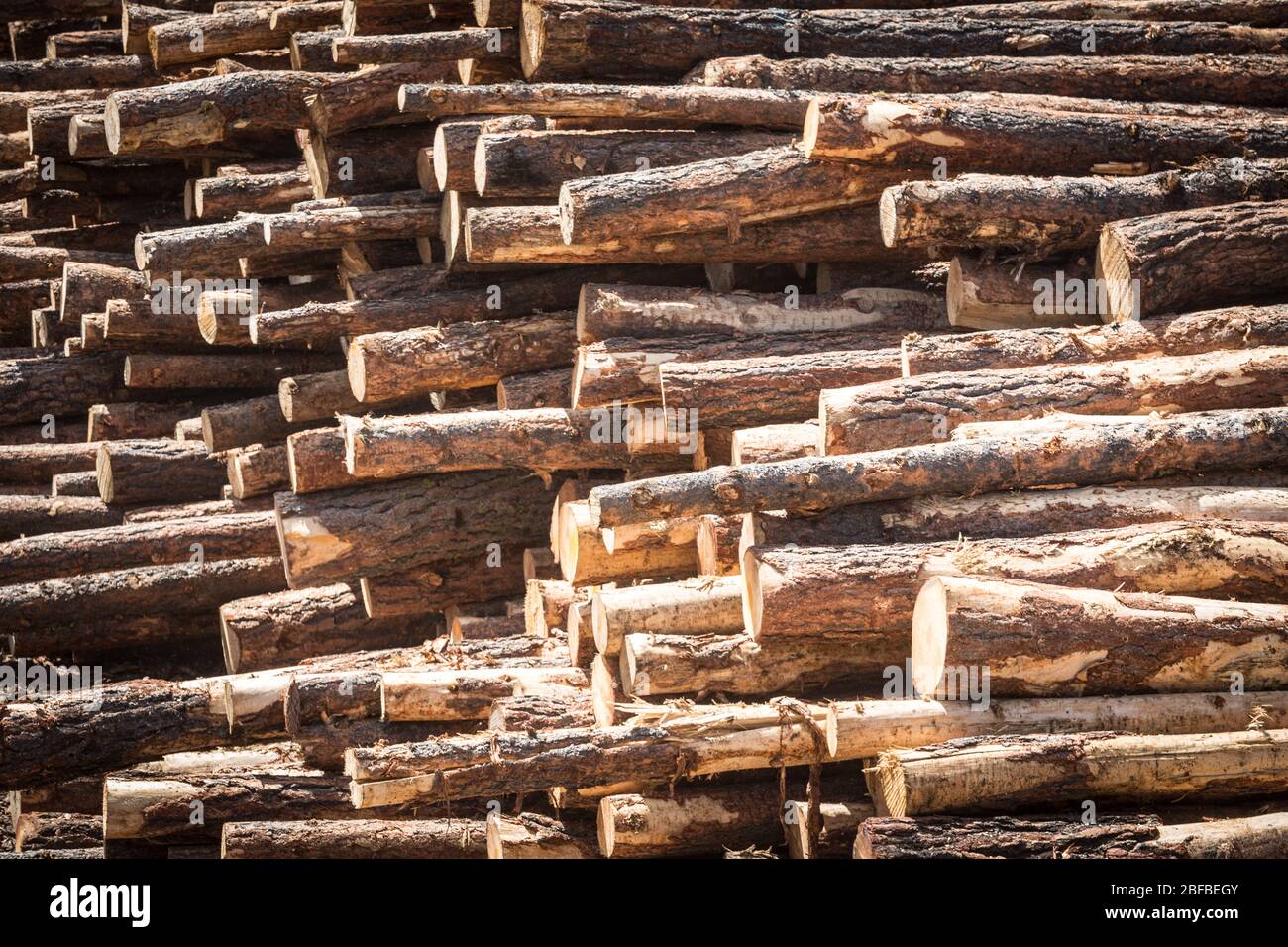 Die Holzstämme werden in der Holzmühle in John Day, Oregon, USA, gestapelt Stockfoto