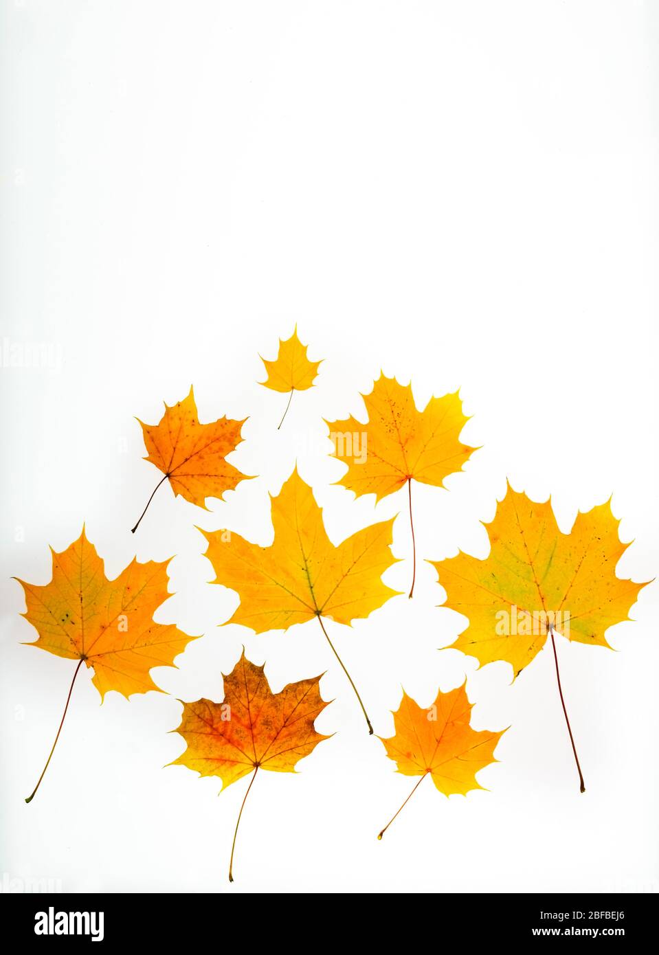 Herbstfärbung Ahornblätter (Acer), Text Freiraum, Österreich Stockfoto