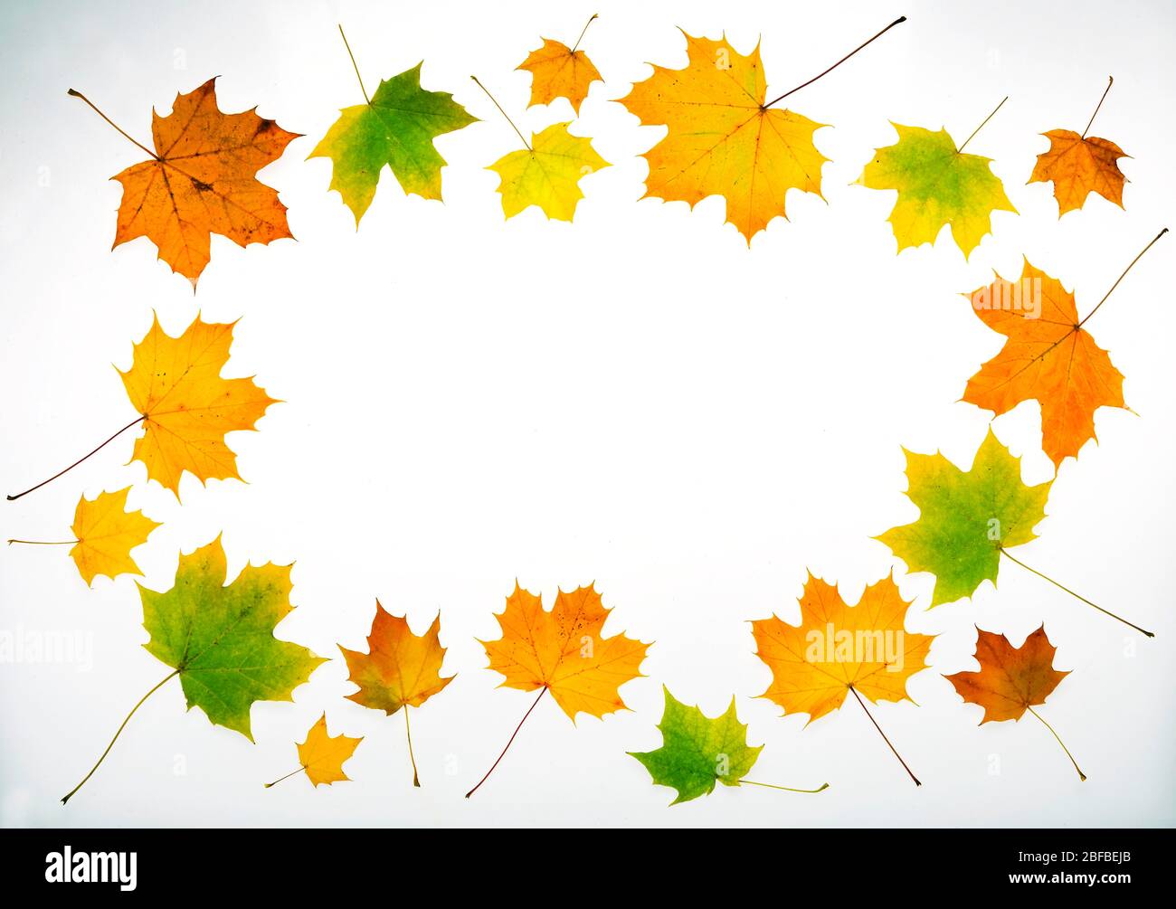 Herbstfärbung Ahornblätter (Acer), Text Freiraum, Österreich Stockfoto