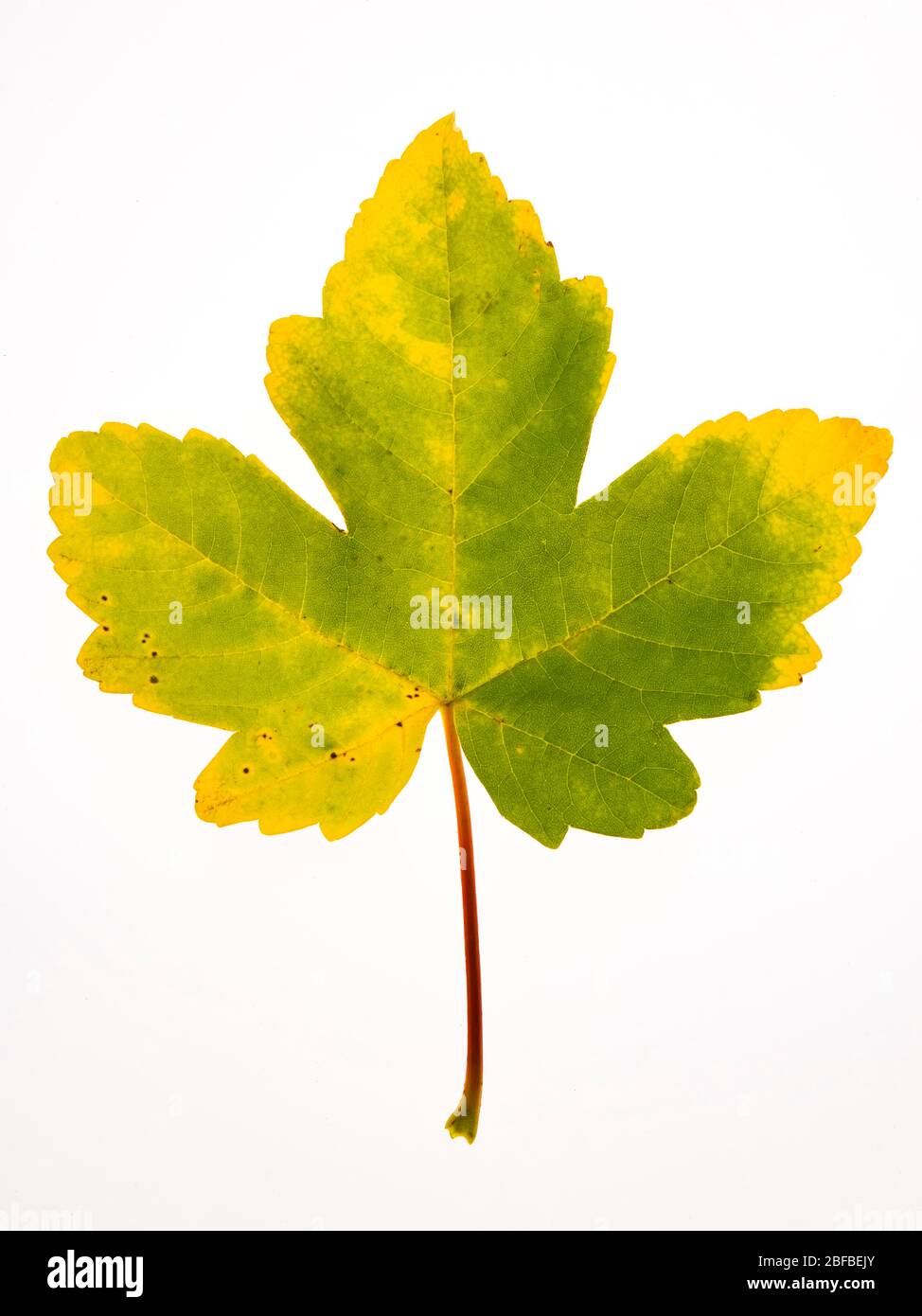 Herbstlich gefärbtes Ahornblatt (Acer), Text Freiraum, Österreich Stockfoto