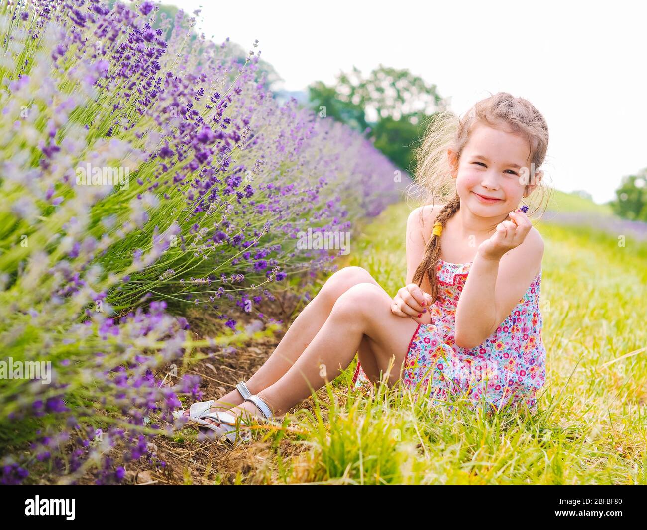 Kleines Mädchen im Kleid zwischen Lavendelfeldern in der Provence sitzen. Violette Lavendelfelder, die im Sommer in der Sonne blühen. Meer von Fliederblumen Landschaft. Bunc Stockfoto