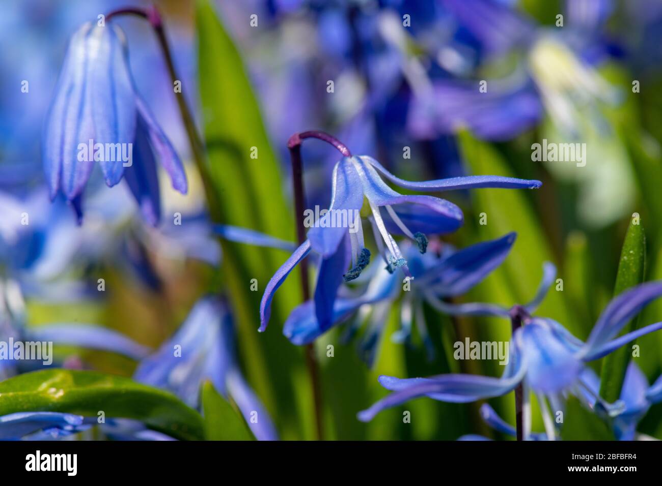 Scilla siberica, sibirischer Tintenquill, Federknolle Stockfoto