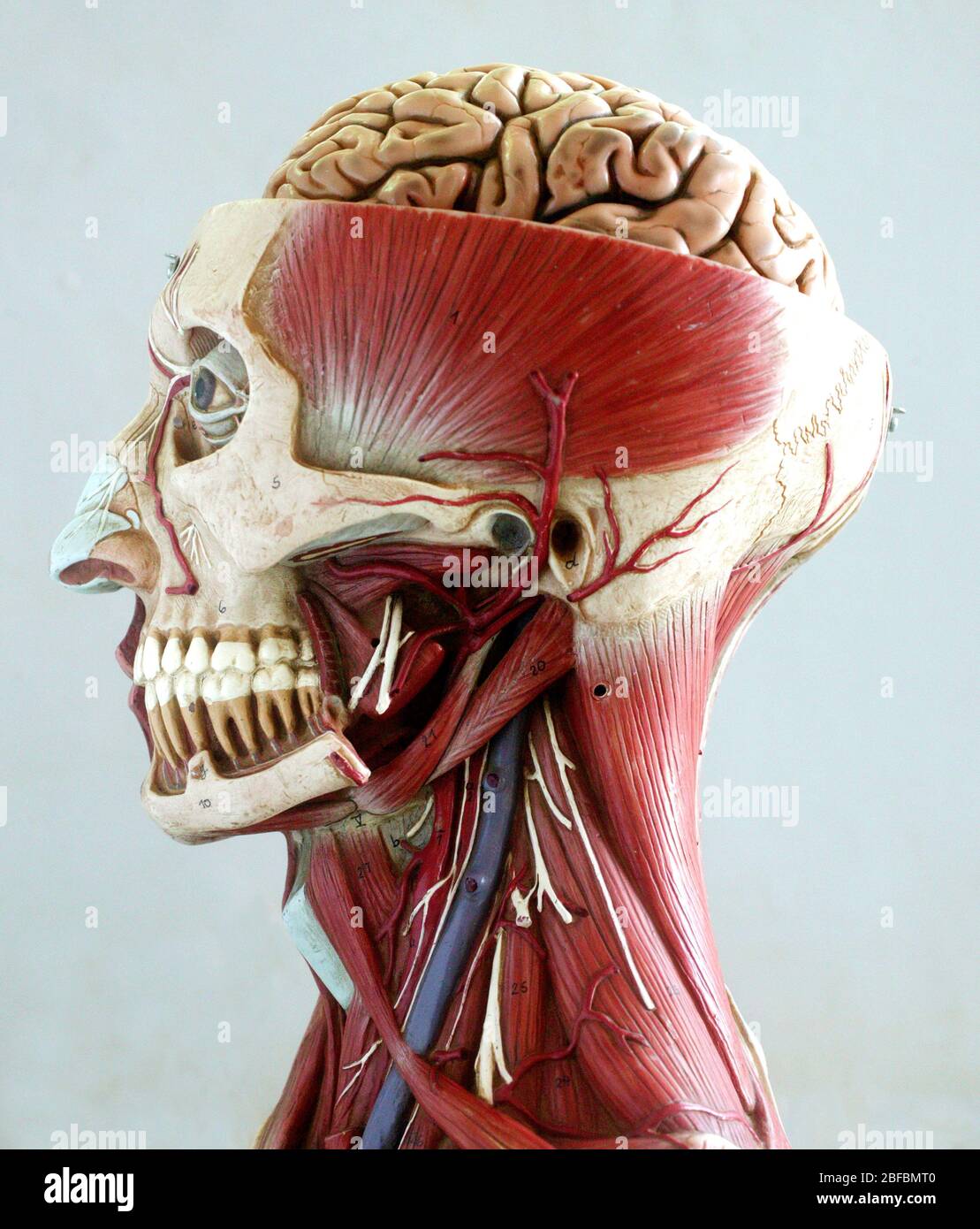 Anatomisches Kopfmodell 1:1 – Halbes Gesicht Mit Gehirn, Muskeln & Gefäßen Für Medizinstudenten