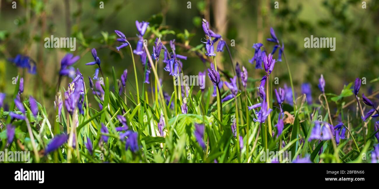 Wilde Bluebells unter den Bäumen, fotografiert im Pear Wood neben dem Stanmore Country Park in Stanmore, Middlesex, Großbritannien Stockfoto