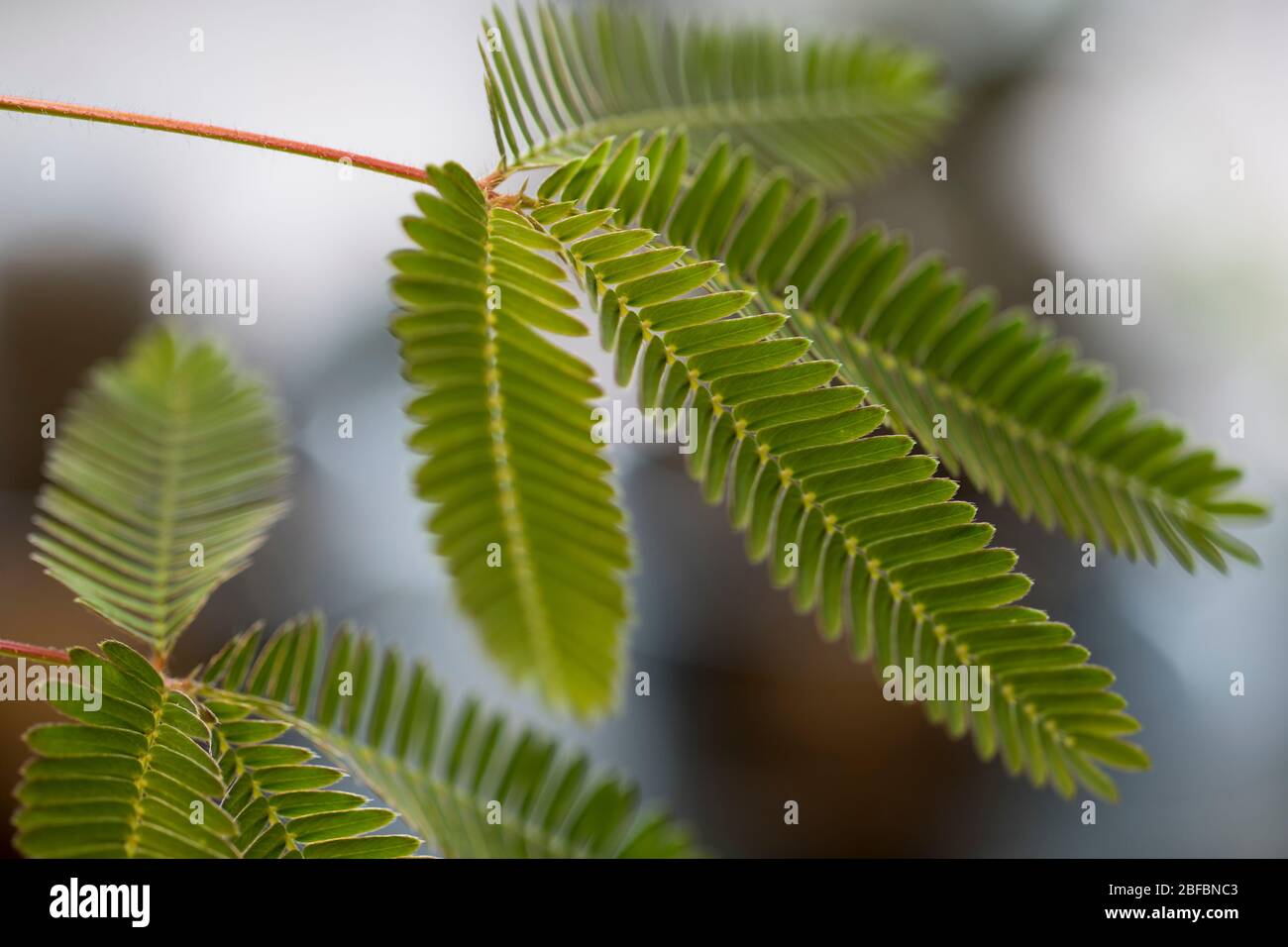 Schüchterne Pflanze hellgrünes Laub. Mimosa perdica empfindliche Pflanzenblätter, die sich bewegen, wenn sie berührt werden. Natürliche Abwehrmechanismen der wilden Pflanze. Stockfoto